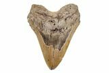 Fossil Megalodon Tooth - North Carolina #201941-1